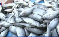 Thủ tướng hỗ trợ khẩn cấp người dân thiệt hại do hải sản chết