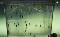 Mỹ thử nghiệm vaccine virus Zika trên người