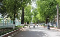 Hàng trăm cây cổ thụ ở TP Trà Vinh có nguy cơ chết dần