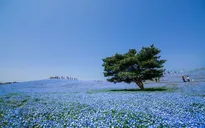 Ngất ngây sắc xanh quyến rũ của cánh đồng hoa Baby Blue Eyes ở Nhật