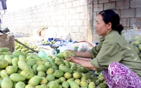 Giá xoài giảm mạnh do tin đồn thất thiệt