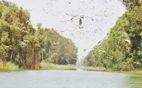 Làng Sen trở thành Khu Ramsar của thế giới!