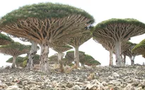 Khám phá Socotra - Hòn đảo được ví như hành tinh khác trên Trái đất