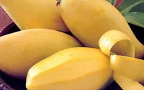 Điểm báo sáng 19/1: "Săn" xoài Cát Chu để xuất khẩu