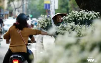 Hà Nội... có một "mùa" cúc họa mi