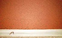 Thiên nhiên đẹp lặng người trong ảnh dự thi của National Geographic