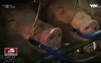 Khó phát hiện lợn bị bơm nước và thuốc an thần