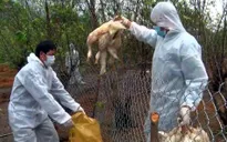 Nguy cơ bùng phát dịch cúm A/H5N6 tại Kon Tum