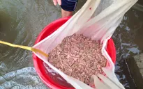 Cuối năm, rươi giá cả triệu đồng vẫn bán đắt hàng