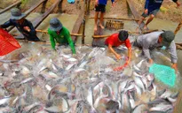 DN “ôm” hàng chục tỷ đồng bỏ trốn, người nuôi cá tra lao đao