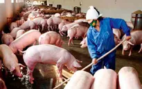 Ô nhiễm trong môi trường chăn nuôi: Câu chuyện không chỉ của người nông dân (17h20, 21/10, VTV1)