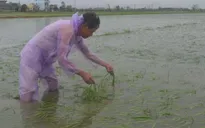Bão số 1 gây thiệt hại nặng nề về nông nghiệp