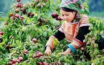 Ngất ngây mùa mận chín Mộc Châu