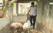 Xử lý cơ sở "phù phép" lợn bệnh thành lợn mán