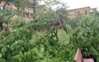 Hà Nội khẩn trương di dời cây đổ sau bão