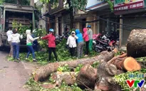 Tích cực xử lý cây lớn gãy đổ ngổn ngang sau bão số 1 ở Hà Nội