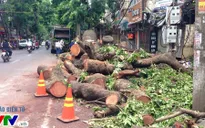 Hà Nội sẽ rà soát cây xanh tại 2.000 trường học