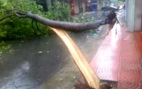 Hà Nội: Bão số 1 quật đổ hàng trăm cây xanh tại Hà Nội