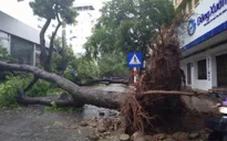 Cây đổ và gió lớn, người dân Hà Nội chật vật đi làm