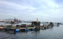 Báo cáo nguyên nhân cá chết ở Thanh Hóa trước ngày 20/9