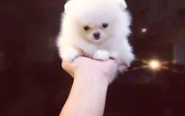Giới trẻ thích thú với giống chó nuôi mãi không lớn