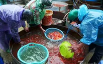 Tấp nập chợ cá ông Công ông Táo lớn nhất Hà Nội