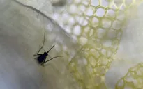 Bệnh nhân nhiễm virus Zika đầu tiên tại Trung Quốc hồi phục tích cực