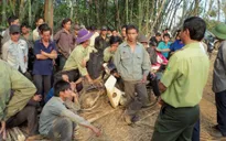 Điều tra vụ 3 cán bộ bảo vệ rừng bị bắn tử vong tại Đắk Nông