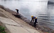 Cá chết tại Hồ Linh Đàm không phải là hiện tượng quá bất thường