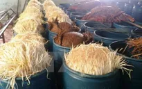 TT-Huế: Phạt cơ sở làm giá đỗ bằng hóa chất 30 triệu đồng