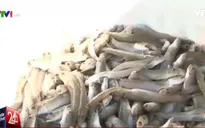 Cá biển chết hàng loạt tại Khánh Hòa