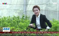 Không phải thuốc trừ sâu, rau xanh đang được “tắm” bằng thứ bột này
