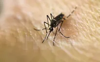 Malaysia nghi ngờ xuất hiện chủng virus Zika mới