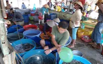 Đồng Tháp: Chợ cá đồng Trường Xuân tấp nập mùa nước nổi