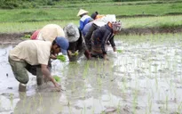 Kết thúc đợt 1 lấy nước: 50% diện tích đã đủ nước gieo cấy vụ Đông Xuân