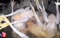 TP.HCM ban hành kế hoạch "tuyên chiến" với thực phẩm bẩn
