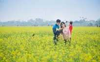 Rực rỡ cánh đồng hoa cải quê lúa Thái Bình