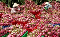 Doanh nghiệp mong muốn xuất khẩu nông sản chính ngạch sang Trung Quốc