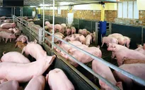 TP.HCM phát hiện nhiều vụ sử dụng chất cấm trong chăn nuôi