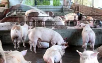 Đạt chuẩn VietGAP, heo vẫn ăn chất cấm... gấp 5 lần cho phép