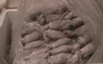 Thông tin "lô hải sản nhiễm cadimi bán ra thị trường" là thiếu cơ sở