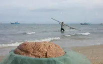 Ruốc biển tại Quảng Bình an toàn