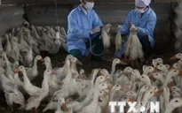 Cảnh báo nguy cơ bùng phát dịch H5N1 tại Cà Mau