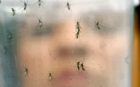 Trung Quốc phát hiện ca nhiễm virus Zika thứ 2