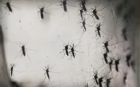 Virus Zika đã xuất hiện ở 41 quốc gia và vùng lãnh thổ