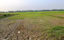 Người dân vùng hạn, mặn mong nước đến “cháy khô cổ họng”