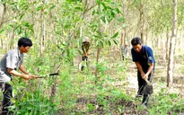 Nhiều chính sách hỗ trợ phát triển rừng