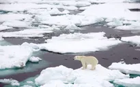 Băng tan kỷ lục ở Greenland