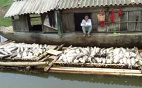 Xử phạt gần 4 tỷ đồng 3 cơ sở gây ô nhiễm sông Bưởi