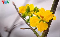 Mai vàng Yên Tử - cây quý ngày Tết “độc nhất vô nhị” của đất Bắc